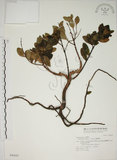 中文名:南嶺蕘花(S046685)學名:Wikstroemia indica (L.) C. A. Mey.(S046685)英文名:Indian Wikstroemia