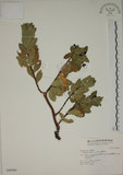 中文名:南嶺蕘花(S046980)學名:Wikstroemia indica (L.) C. A. Mey.(S046980)英文名:Indian Wikstroemia