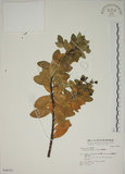 中文名:南嶺蕘花(S048351)學名:Wikstroemia indica (L.) C. A. Mey.(S048351)英文名:Indian Wikstroemia