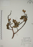 中文名:南嶺蕘花(S062943)學名:Wikstroemia indica (L.) C. A. Mey.(S062943)英文名:Indian Wikstroemia