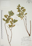 中文名:南嶺蕘花(S063055)學名:Wikstroemia indica (L.) C. A. Mey.(S063055)英文名:Indian Wikstroemia