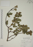 中文名:南嶺蕘花(S065164)學名:Wikstroemia indica (L.) C. A. Mey.(S065164)英文名:Indian Wikstroemia