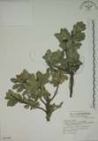 中文名:南嶺蕘花(S067678)學名:Wikstroemia indica (L.) C. A. Mey.(S067678)英文名:Indian Wikstroemia