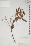 中文名:南嶺蕘花(S068225)學名:Wikstroemia indica (L.) C. A. Mey.(S068225)英文名:Indian Wikstroemia