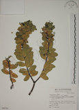 中文名:南嶺蕘花(S068702)學名:Wikstroemia indica (L.) C. A. Mey.(S068702)英文名:Indian Wikstroemia