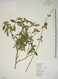 中文名:南嶺蕘花(S072420)學名:Wikstroemia indica (L.) C. A. Mey.(S072420)英文名:Indian Wikstroemia