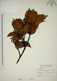 中文名:昆欄樹(S000484)學名:Trochodendron aralioides Sieb. & Zucc.(S000484)英文名:Wheelstaman Tree