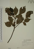 中文名:昆欄樹(S000485)學名:Trochodendron aralioides Sieb. & Zucc.(S000485)英文名:Wheelstaman Tree