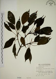 中文名:昆欄樹(S000486)學名:Trochodendron aralioides Sieb. & Zucc.(S000486)英文名:Wheelstaman Tree