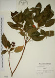 中文名:昆欄樹(S000829)學名:Trochodendron aralioides Sieb. & Zucc.(S000829)英文名:Wheelstaman Tree