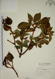 中文名:昆欄樹(S001054)學名:Trochodendron aralioides Sieb. & Zucc.(S001054)英文名:Wheelstaman Tree
