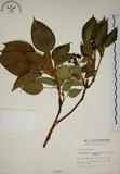 中文名:昆欄樹(S001055)學名:Trochodendron aralioides Sieb. & Zucc.(S001055)英文名:Wheelstaman Tree