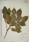 中文名:昆欄樹(S001056)學名:Trochodendron aralioides Sieb. & Zucc.(S001056)英文名:Wheelstaman Tree