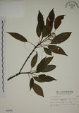 中文名:昆欄樹(S003076)學名:Trochodendron aralioides Sieb. & Zucc.(S003076)英文名:Wheelstaman Tree
