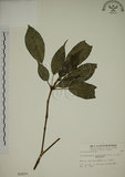 中文名:昆欄樹(S003077)學名:Trochodendron aralioides Sieb. & Zucc.(S003077)英文名:Wheelstaman Tree