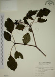 中文名:昆欄樹(S003629)學名:Trochodendron aralioides Sieb. & Zucc.(S003629)英文名:Wheelstaman Tree