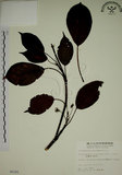 中文名:昆欄樹(S005182)學名:Trochodendron aralioides Sieb. & Zucc.(S005182)英文名:Wheelstaman Tree