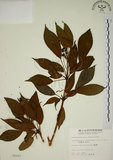 中文名:昆欄樹(S005183)學名:Trochodendron aralioides Sieb. & Zucc.(S005183)英文名:Wheelstaman Tree