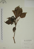 中文名:昆欄樹(S005184)學名:Trochodendron aralioides Sieb. & Zucc.(S005184)英文名:Wheelstaman Tree