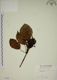 中文名:昆欄樹(S005185)學名:Trochodendron aralioides Sieb. & Zucc.(S005185)英文名:Wheelstaman Tree