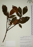 中文名:昆欄樹(S012724)學名:Trochodendron aralioides Sieb. & Zucc.(S012724)英文名:Wheelstaman Tree