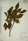中文名:昆欄樹(S014410)學名:Trochodendron aralioides Sieb. & Zucc.(S014410)英文名:Wheelstaman Tree