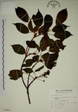 中文名:昆欄樹(S015416)學名:Trochodendron aralioides Sieb. & Zucc.(S015416)英文名:Wheelstaman Tree