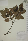 中文名:昆欄樹(S015504)學名:Trochodendron aralioides Sieb. & Zucc.(S015504)英文名:Wheelstaman Tree