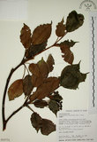 中文名:昆欄樹(S015771)學名:Trochodendron aralioides Sieb. & Zucc.(S015771)英文名:Wheelstaman Tree