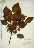 中文名:昆欄樹(S016412)學名:Trochodendron aralioides Sieb. & Zucc.(S016412)英文名:Wheelstaman Tree