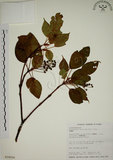 中文名:昆欄樹(S018056)學名:Trochodendron aralioides Sieb. & Zucc.(S018056)英文名:Wheelstaman Tree