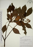 中文名:昆欄樹(S025998)學名:Trochodendron aralioides Sieb. & Zucc.(S025998)英文名:Wheelstaman Tree