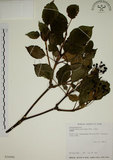 中文名:昆欄樹(S026088)學名:Trochodendron aralioides Sieb. & Zucc.(S026088)英文名:Wheelstaman Tree