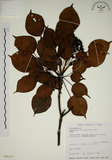 中文名:昆欄樹(S026117)學名:Trochodendron aralioides Sieb. & Zucc.(S026117)英文名:Wheelstaman Tree