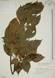 中文名:昆欄樹(S030840)學名:Trochodendron aralioides Sieb. & Zucc.(S030840)英文名:Wheelstaman Tree