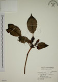 中文名:昆欄樹(S032277)學名:Trochodendron aralioides Sieb. & Zucc.(S032277)英文名:Wheelstaman Tree
