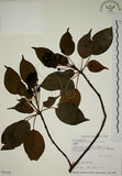 中文名:昆欄樹(S032319)學名:Trochodendron aralioides Sieb. & Zucc.(S032319)英文名:Wheelstaman Tree