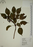 中文名:昆欄樹(S034361)學名:Trochodendron aralioides Sieb. & Zucc.(S034361)英文名:Wheelstaman Tree