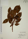 中文名:昆欄樹(S034605)學名:Trochodendron aralioides Sieb. & Zucc.(S034605)英文名:Wheelstaman Tree