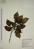 中文名:昆欄樹(S043121)學名:Trochodendron aralioides Sieb. & Zucc.(S043121)英文名:Wheelstaman Tree