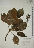 中文名:昆欄樹(S046613)學名:Trochodendron aralioides Sieb. & Zucc.(S046613)英文名:Wheelstaman Tree