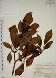 中文名:昆欄樹(S048817)學名:Trochodendron aralioides Sieb. & Zucc.(S048817)英文名:Wheelstaman Tree