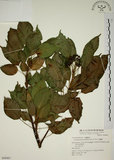 中文名:昆欄樹(S049467)學名:Trochodendron aralioides Sieb. & Zucc.(S049467)英文名:Wheelstaman Tree