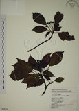 中文名:昆欄樹(S054978)學名:Trochodendron aralioides Sieb. & Zucc.(S054978)英文名:Wheelstaman Tree
