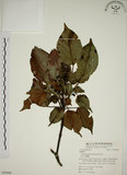 中文名:昆欄樹(S058906)學名:Trochodendron aralioides Sieb. & Zucc.(S058906)英文名:Wheelstaman Tree