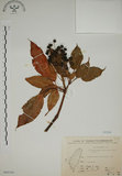 中文名:昆欄樹(S068184)學名:Trochodendron aralioides Sieb. & Zucc.(S068184)英文名:Wheelstaman Tree