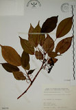 中文名:昆欄樹(S068199)學名:Trochodendron aralioides Sieb. & Zucc.(S068199)英文名:Wheelstaman Tree