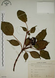 中文名:昆欄樹(S068200)學名:Trochodendron aralioides Sieb. & Zucc.(S068200)英文名:Wheelstaman Tree