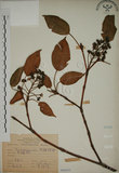 中文名:昆欄樹(S068201)學名:Trochodendron aralioides Sieb. & Zucc.(S068201)英文名:Wheelstaman Tree