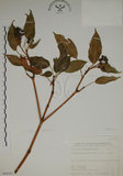 中文名:昆欄樹(S068202)學名:Trochodendron aralioides Sieb. & Zucc.(S068202)英文名:Wheelstaman Tree